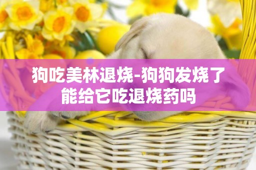 狗吃美林退燒-狗狗發燒了能給它吃退燒藥嗎