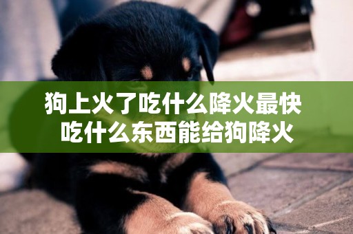 狗上火了吃什么降火最快 吃什么東西能給狗降火