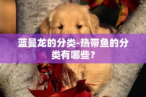藍曼龍的分類-熱帶魚的分類有哪些？