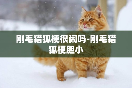 剛毛獵狐梗很鬧嗎-剛毛獵狐梗膽小