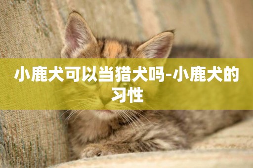 小鹿犬可以當獵犬嗎-小鹿犬的習性