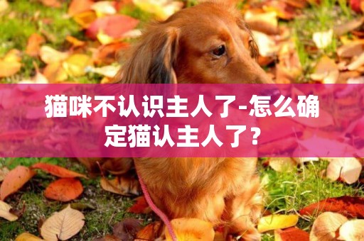 貓咪不認識主人了-怎么確定貓認主人了？