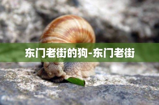 東門老街的狗-東門老街