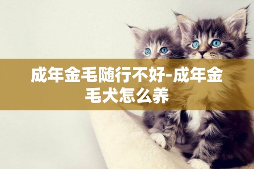 成年金毛隨行不好-成年金毛犬怎么養
