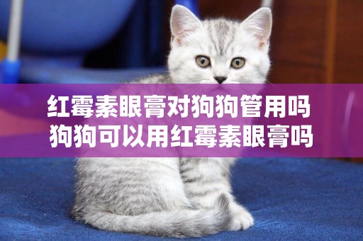 紅霉素眼膏對狗狗管用嗎 狗狗可以用紅霉素眼膏嗎