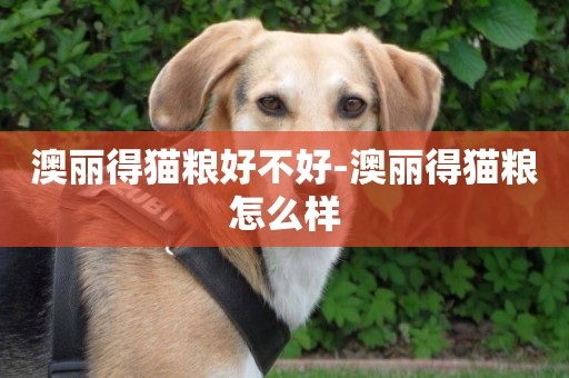 澳麗得貓糧好不好-澳麗得貓糧怎么樣
