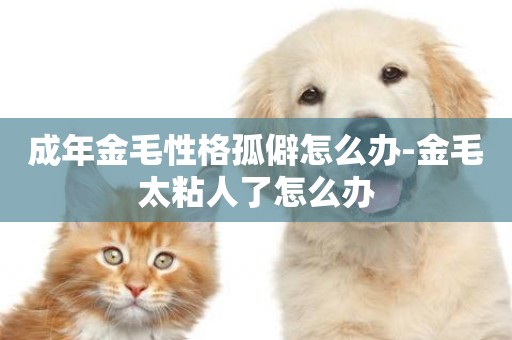 成年金毛性格孤僻怎么辦-金毛太粘人了怎么辦