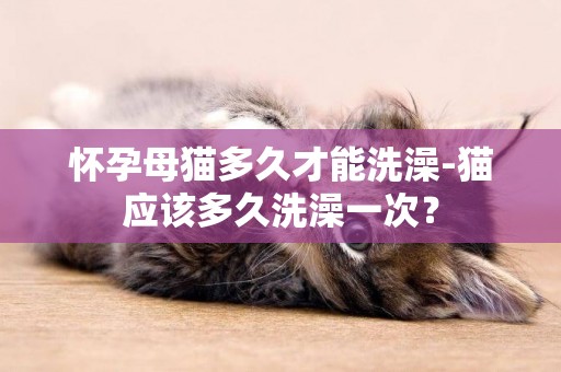 懷孕母貓多久才能洗澡-貓應該多久洗澡一次？