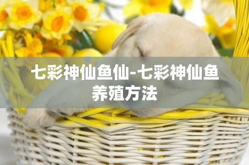 七彩神仙魚仙-七彩神仙魚養殖方法