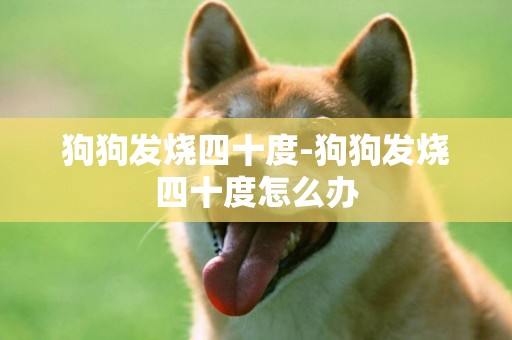 狗狗發燒四十度-狗狗發燒四十度怎么辦