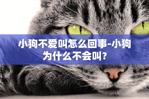 小狗不愛叫怎么回事-小狗為什么不會叫？