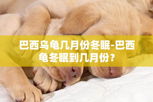 巴西烏龜幾月份冬眠-巴西龜冬眠到幾月份？