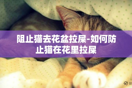 阻止貓去花盆拉屎-如何防止貓在花里拉屎