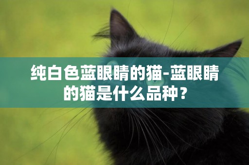 純白色藍眼睛的貓-藍眼睛的貓是什么品種？