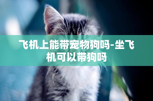 飛機上能帶寵物狗嗎-坐飛機可以帶狗嗎