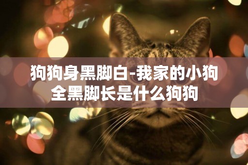 狗狗身黑腳白-我家的小狗全黑腳長是什么狗狗