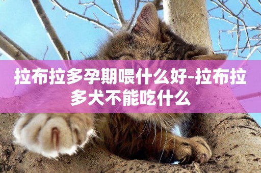 拉布拉多孕期喂什么好-拉布拉多犬不能吃什么