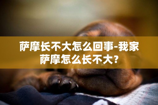 薩摩長不大怎么回事-我家薩摩怎么長不大？