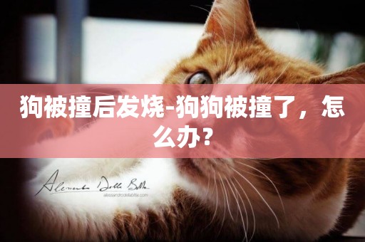 狗被撞后發燒-狗狗被撞了，怎么辦？