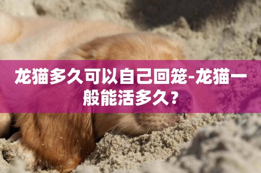 龍貓多久可以自己回籠-龍貓一般能活多久？