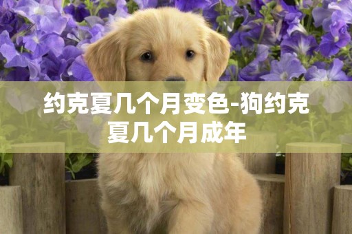 約克夏幾個月變色-狗約克夏幾個月成年