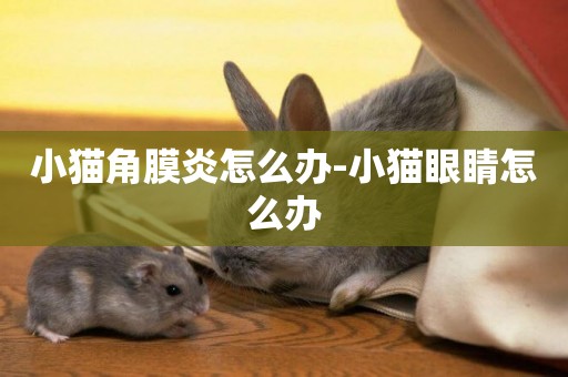 小貓角膜炎怎么辦-小貓眼睛怎么辦