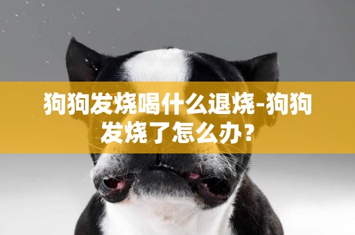 狗狗發燒喝什么退燒-狗狗發燒了怎么辦？