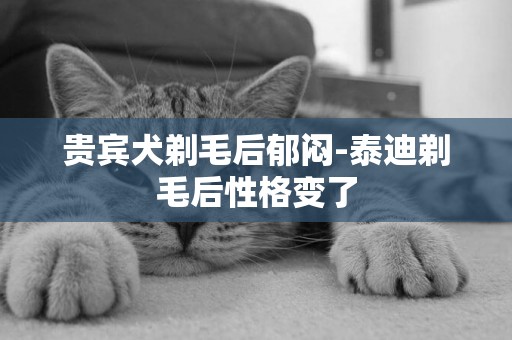 貴賓犬剃毛后郁悶-泰迪剃毛后性格變了
