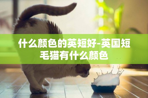 什么顏色的英短好-英國短毛貓有什么顏色