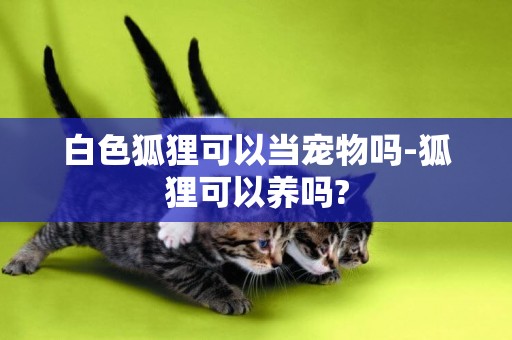 白色狐貍可以當寵物嗎-狐貍可以養嗎?