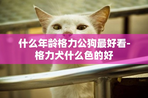 什么年齡格力公狗最好看-格力犬什么色的好