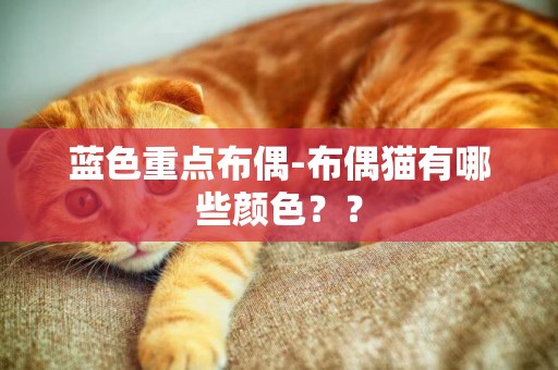 藍色重點布偶-布偶貓有哪些顏色？？