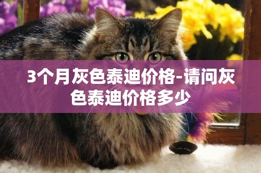 3個月灰色泰迪價格-請問灰色泰迪價格多少