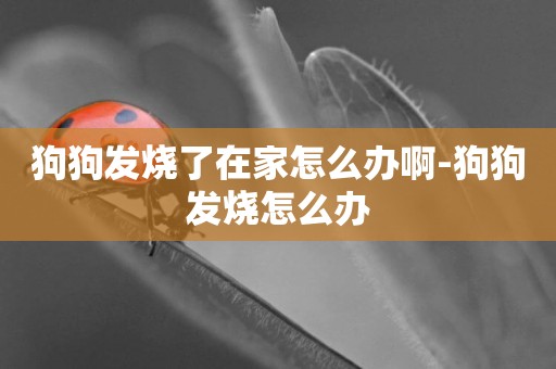 狗狗發燒了在家怎么辦啊-狗狗發燒怎么辦