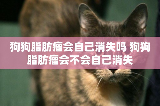 狗狗脂肪瘤會自己消失嗎 狗狗脂肪瘤會不會自己消失