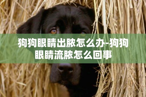 狗狗眼睛出膿怎么辦-狗狗眼睛流膿怎么回事