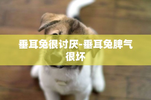 垂耳兔很討厭-垂耳兔脾氣很壞