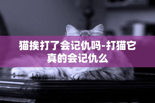 貓挨打了會記仇嗎-打貓它真的會記仇么
