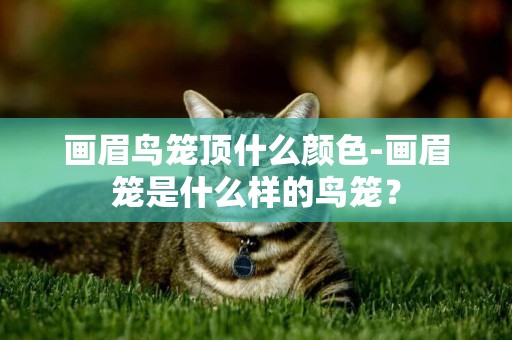 畫眉鳥籠頂什么顏色-畫眉籠是什么樣的鳥籠？