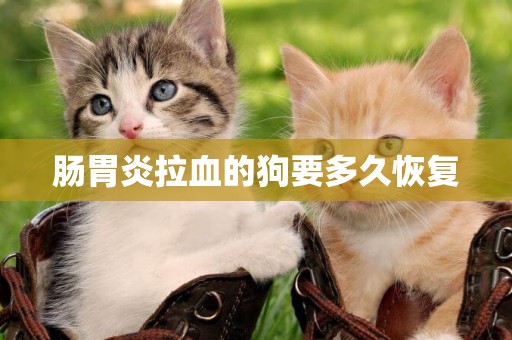 腸胃炎拉血的狗要多久恢復