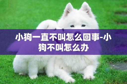 小狗一直不叫怎么回事-小狗不叫怎么辦