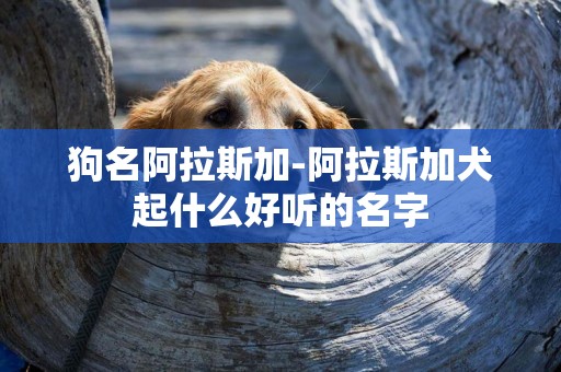 狗名阿拉斯加-阿拉斯加犬起什么好聽的名字