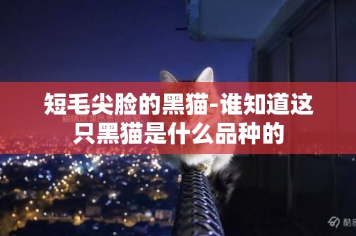 短毛尖臉的黑貓-誰知道這只黑貓是什么品種的