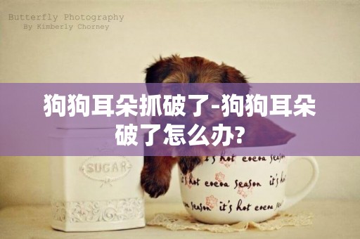 狗狗耳朵抓破了-狗狗耳朵破了怎么辦?