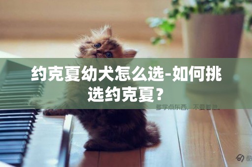 約克夏幼犬怎么選-如何挑選約克夏？