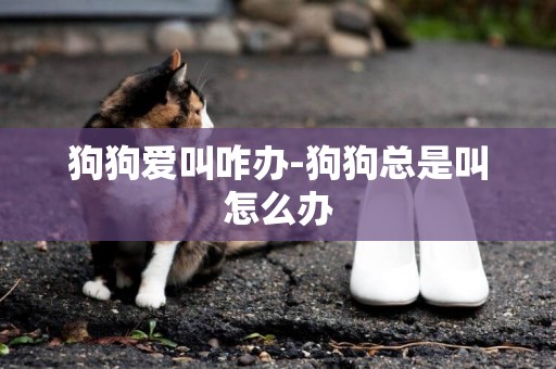 狗狗愛叫咋辦-狗狗總是叫怎么辦