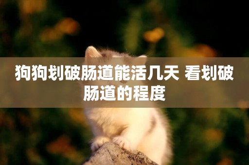 狗狗劃破腸道能活幾天 看劃破腸道的程度