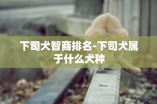 下司犬智商排名-下司犬屬于什么犬種