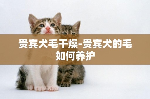 貴賓犬毛干燥-貴賓犬的毛如何養護
