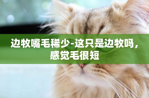 邊牧嘴毛稀少-這只是邊牧嗎，感覺毛很短